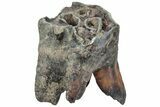 Fossil Woolly Rhino (Coelodonta) Tooth - Siberia #225593-1